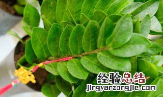 金钱树叶子发黄如何办