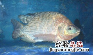 罗非鱼养殖技术要点 正宗罗非鱼养殖方法