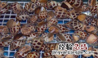 东风螺养殖最新技术 东风螺养殖方法和注意事项