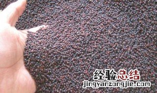 白菜籽怎么种 白菜籽怎么种植视频