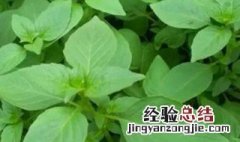 荆芥种子怎么种? 荆芥种子怎么种植方法