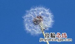 蒲公英怎么养护 蒲公英怎么养