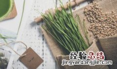 小麦芽怎么种 小麦芽怎么种植视频