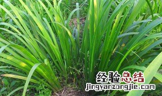 五香草怎么种植和管理 五香草怎么种