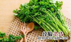 香菜怎么养 香菜怎么养护