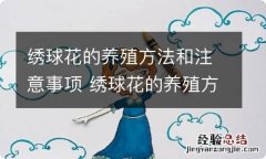 绣球花的养殖方法和注意事项 绣球花的养殖方法和注意事项有哪些