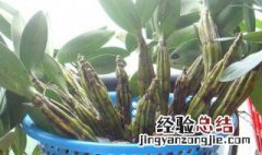 白兰的盆栽种植方法 白兰花盆景四个栽培步骤