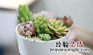 多肉种植方法 多肉植物的种植方法