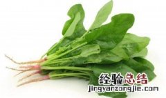 冬季种什么蔬菜好 种植的时候有什么技巧