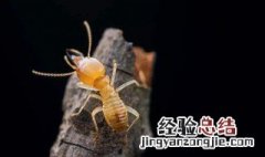 家里有白蚁预兆什么要怎么化解 家里有白蚁预兆什么