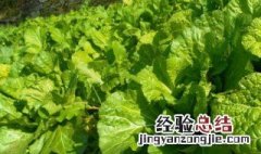 秋季种什么蔬菜最好 秋季种哪些蔬菜