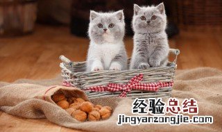 猫粮怎么保存 自制猫粮怎么保存