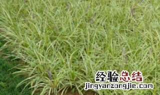 种植什么草 草应该怎么种?