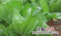 沙芥菜的播种方法 如何种植芥菜