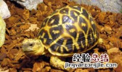 缅甸星龟饲养方法 有什么需要注意的吗