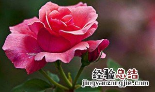 月季花的种植方法介绍 如何种植月季