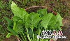 尿酸高可以吃菠菜吗 尿酸高可不可以吃菠菜