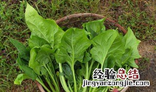 尿酸高可以吃菠菜吗 尿酸高可不可以吃菠菜