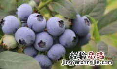 蓝莓鲜果常温能保存多长时间 蓝莓鲜果常温能保存多长时间吃