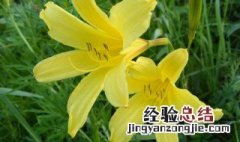 怎样储存黄花菜 黄花菜的存放技巧