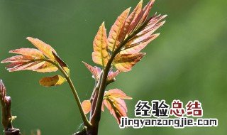 怎样储存椿芽 椿芽如何保存呢