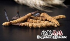 虫草泡酒的正确方法 虫草泡酒一斤酒放几根