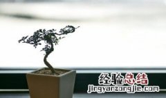 新手注意这几点保证盆栽养得好 新手养盆栽植物要注意