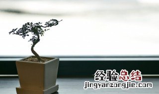 枝繁叶茂的养护重点全在这里 枝繁叶茂?