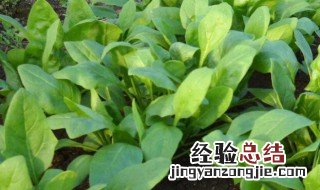 菠菜播种后多少天能发芽啊 菠菜播种后多少天能发芽啊
