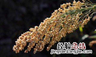 高粱怎么做快熟 高粱怎么做快熟吃
