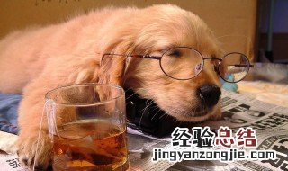 人与动物学习的区别 人与动物的根本区别在哪