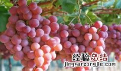 提子怎么种植需要泡水吗 提子怎么种