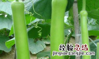 瓠子怎么种 瓠子怎么种植能高产?