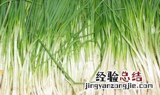 广东香葱的种植方法和技术 广东香葱的种植方法