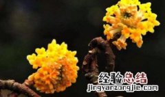 梦花树的种植方法和注意事项 梦花树怎么养