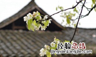 清明节的由来和风俗 清明节的由来及习俗