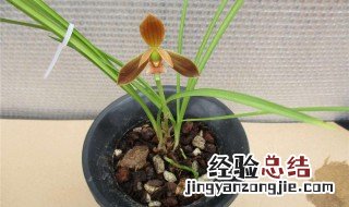 红河红兰花好养吗 不妨学习一下