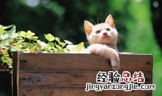 后院猫是什么意思 后院猫解释