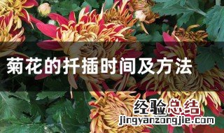 菊花扦插时间和方法 菊花扦插方法介绍