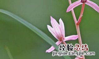 兰花植料经典配方比例 兰花植料配比方法