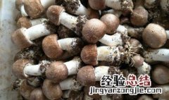 新鲜姬松茸要怎么保存最好 新鲜姬松茸要怎么保存