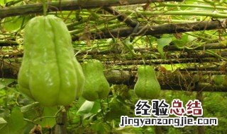 佛手瓜可以晒干保存吗有毒吗 佛手瓜可以晒干保存吗