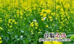 油菜花怎么种植盆栽? 油菜花怎么种