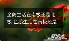 企鹅生活在南极还是北极 企鹅生活在南极还是生活在北极