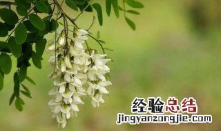 吃槐花都有哪些禁忌要注意 吃槐花忌什么