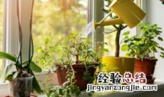 办公植物中什么植物对风水好 办公摆放什么植物