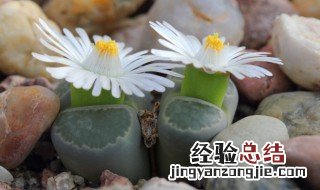 室内种植什么植物最好 室内种植什么绿植好