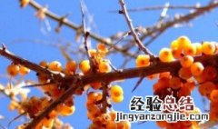 请问沙棘是什么植物呢 沙棘是一种什么植物?俗名?