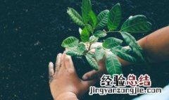 卧室适合什么植物? 卧室适合什么植物