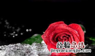 花代表的意义是什么 花代表什么含义